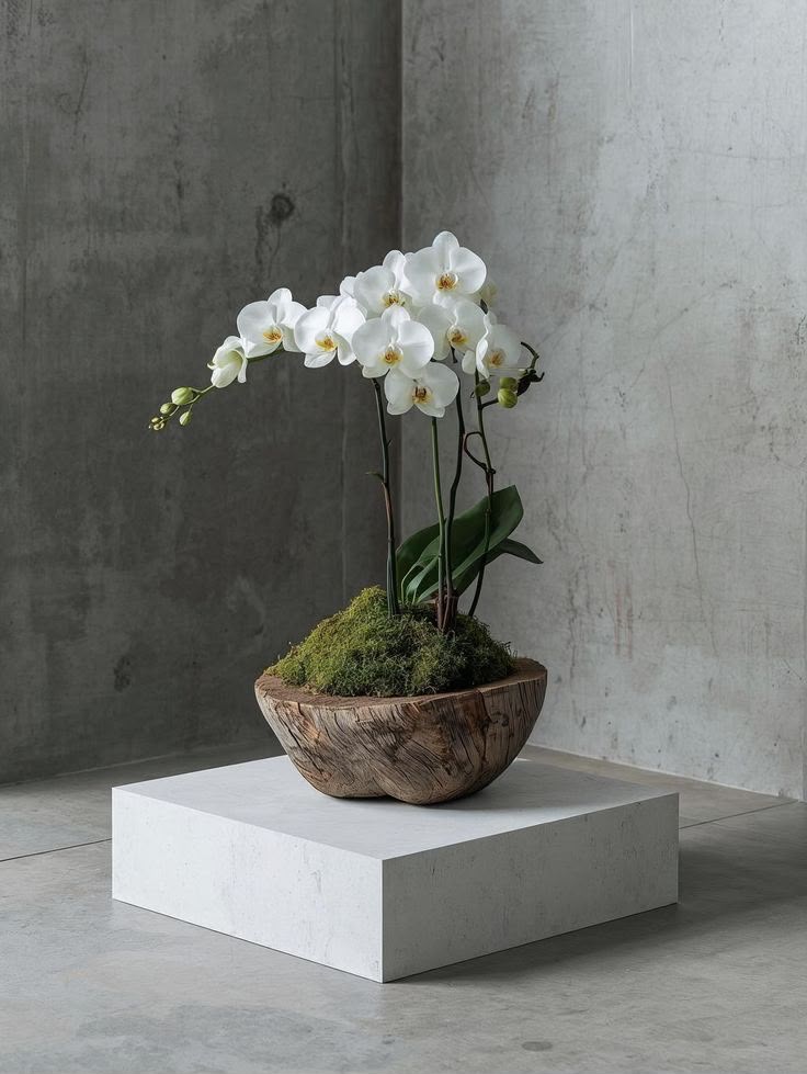 Orchid Collection