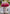 Imperial Rose Masterpiece – Stunning Pink Gradient