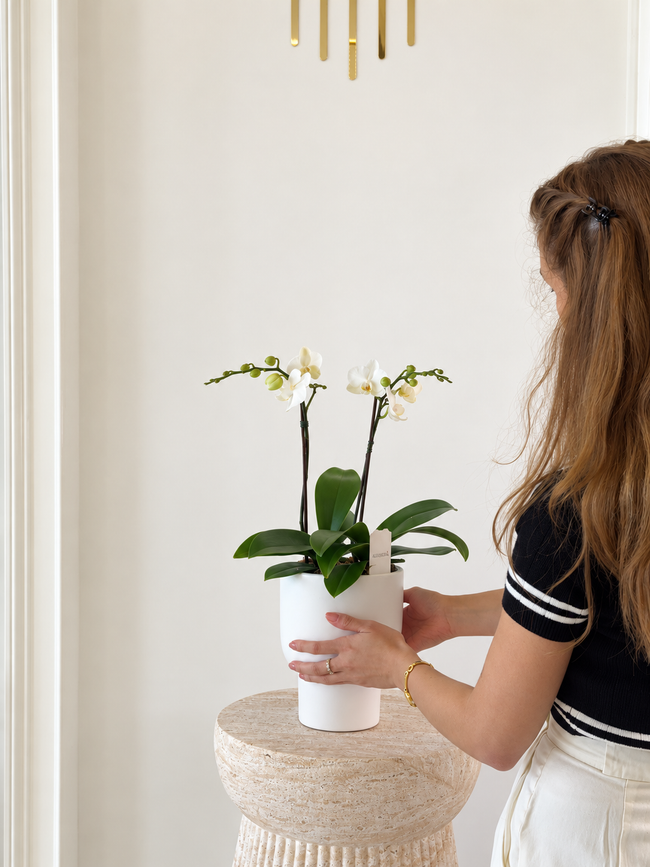 Orchid Élégance – Luxury White Orchid Arrangement
