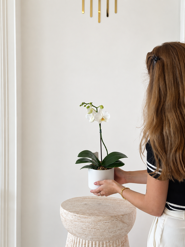 Orchid Élégance – Luxury White Orchid Arrangement