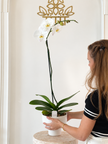 Orchid Élégance – Luxury White Orchid Arrangement