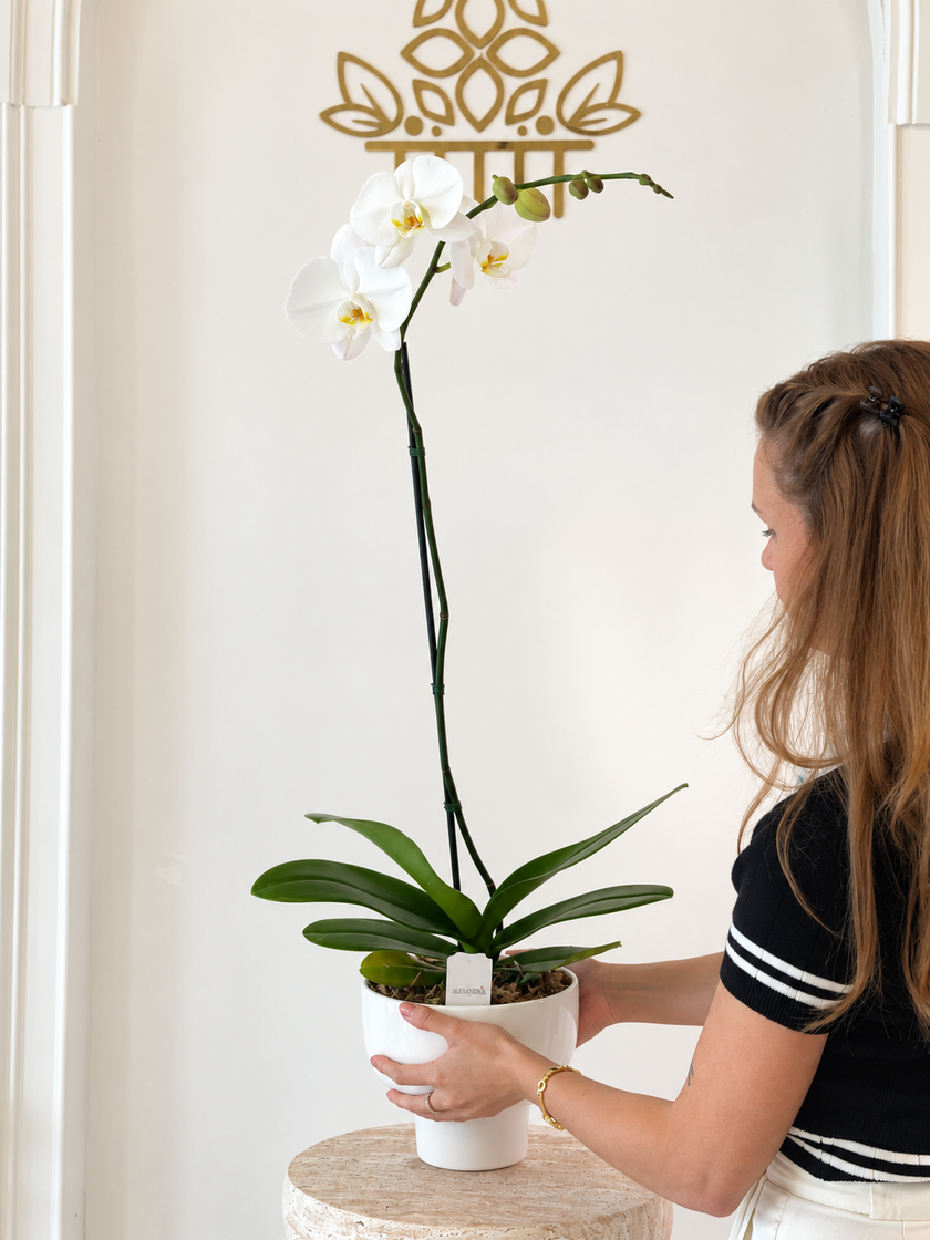 Orchid Élégance – Luxury White Orchid Arrangement