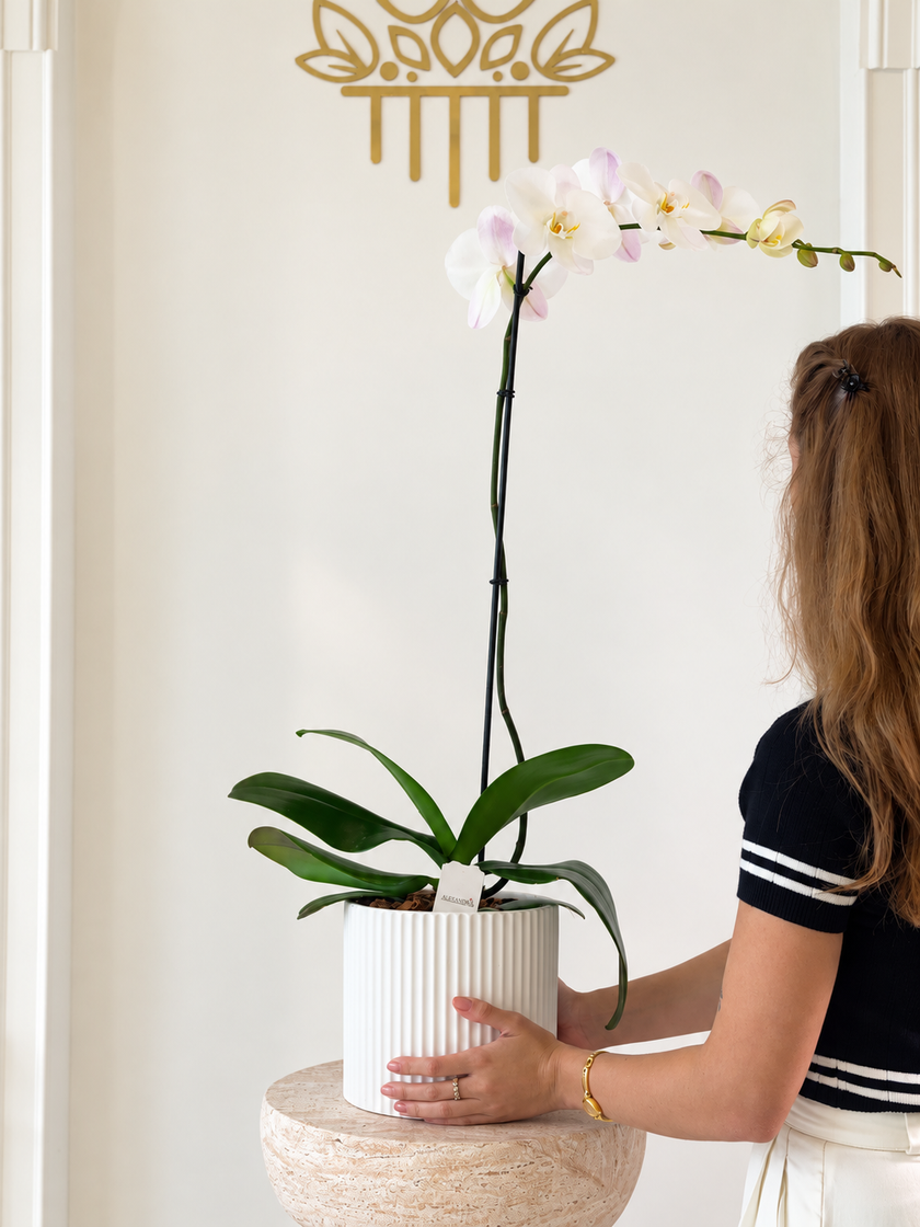 Orchid Élégance – Luxury White Orchid Arrangement
